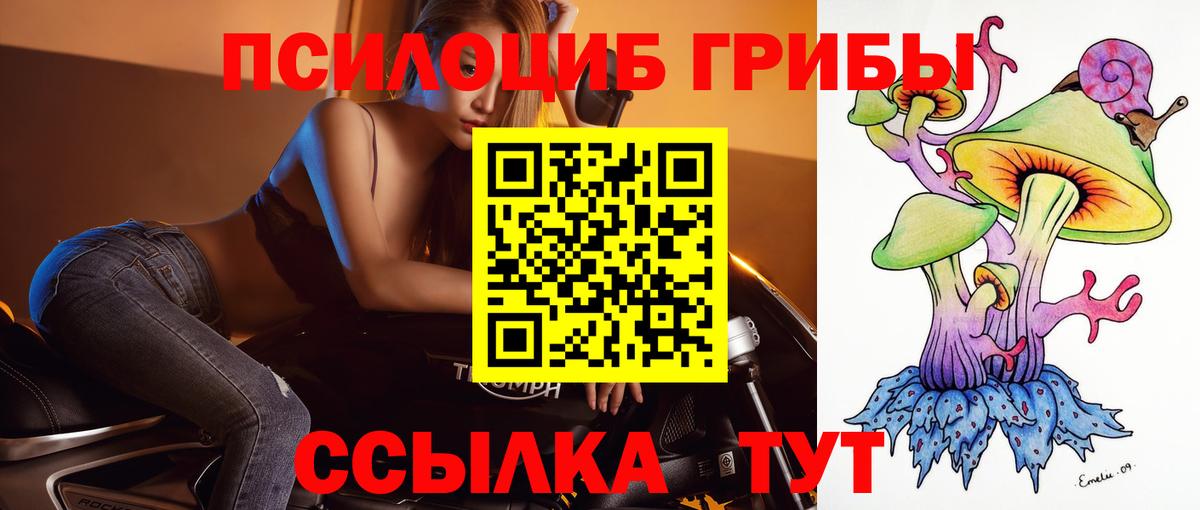 Псилоцибиновые грибы Psilocybe Ишим